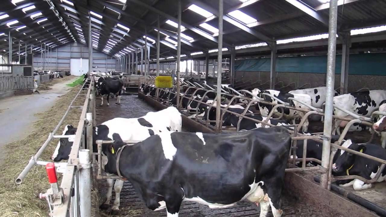 cow
