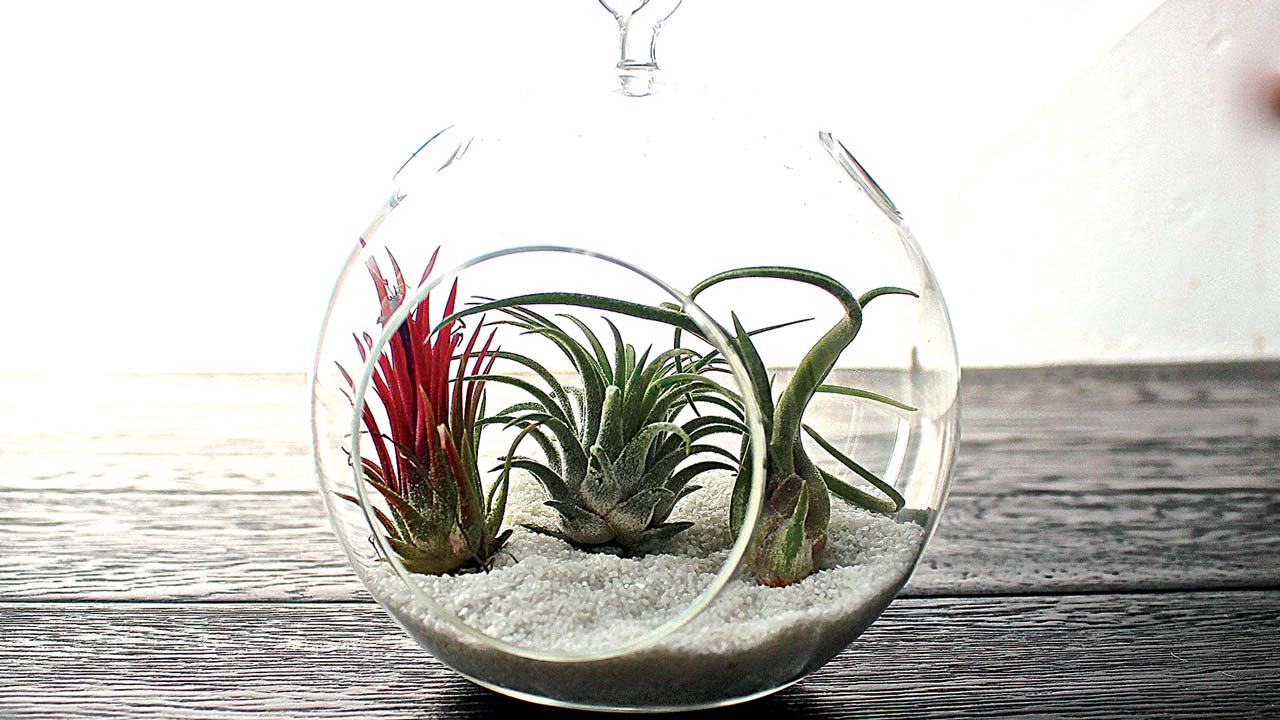 pix7.–Hanging-Air-Plant-in-Round-glass–Terrarium