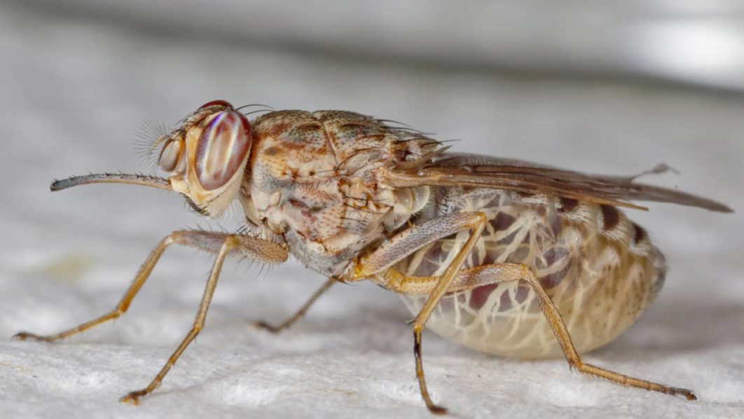 tsetse-flies
