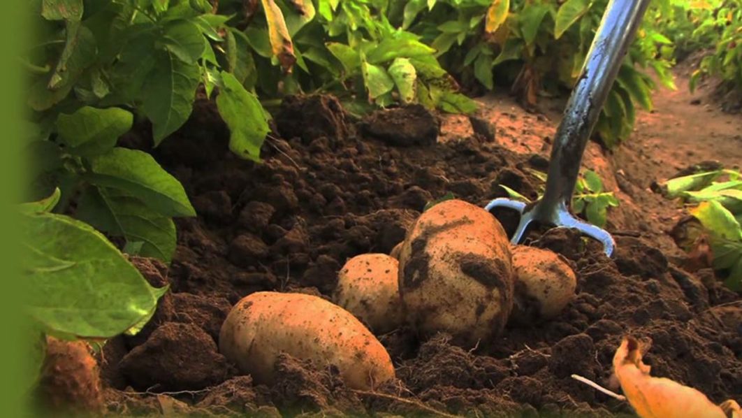 Red-Potatoes