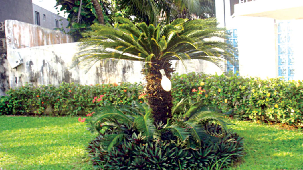 Sago-palm-creates-shade-for-lower-growing-Tradescantia-spp.-both-are-slow–growing-low-maintenance-plants.