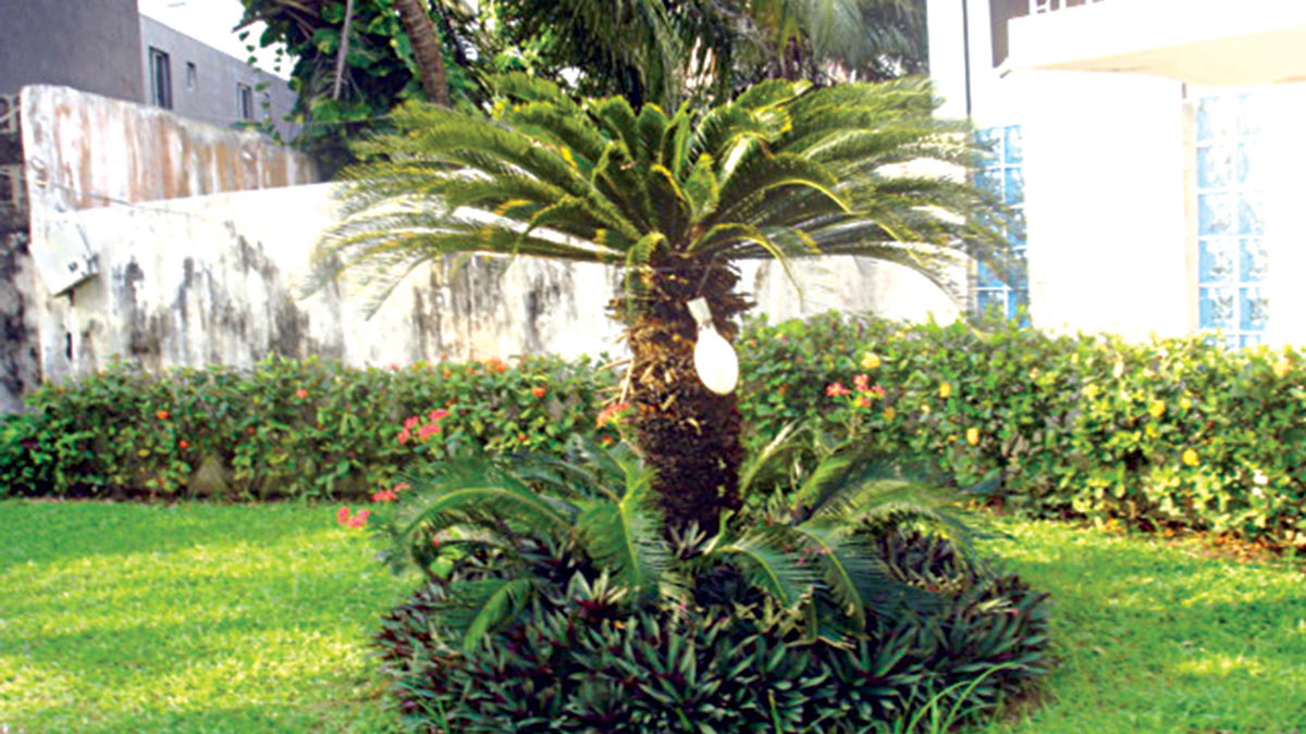 Sago-palm-creates-shade-for-lower-growing-Tradescantia-spp.-both-are-slow–growing-low-maintenance-plants.