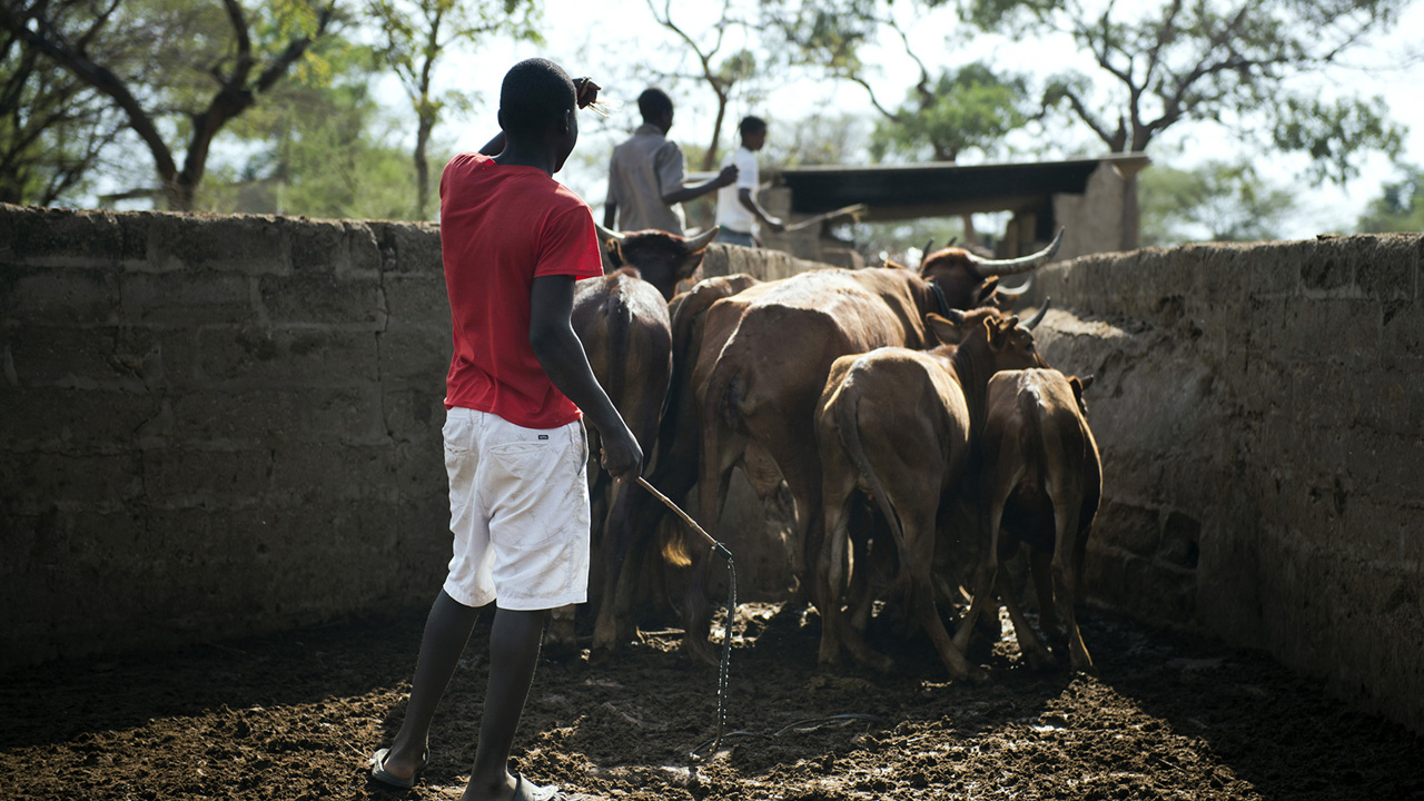 ZIMBABWE-COWS-DISEASE