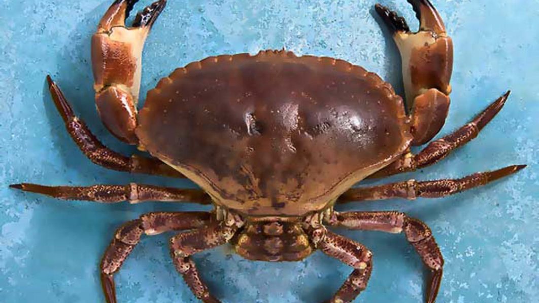 crab-shell-chitin