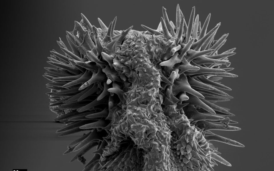 SWEDEN-SCIENCE-BIOLOGY-EVOLUTION-SEX