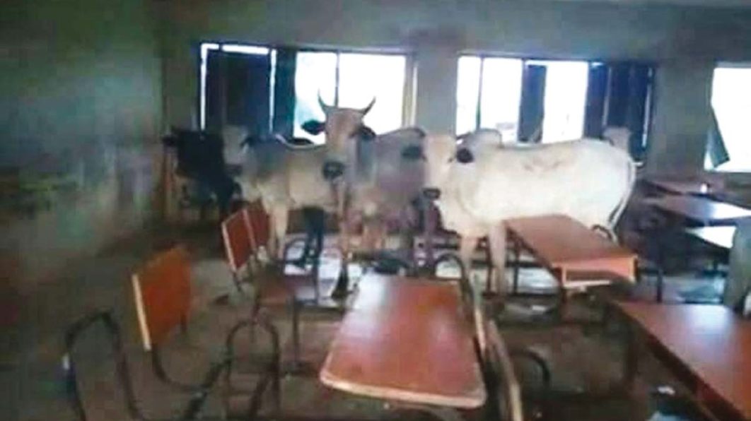Edo-cows