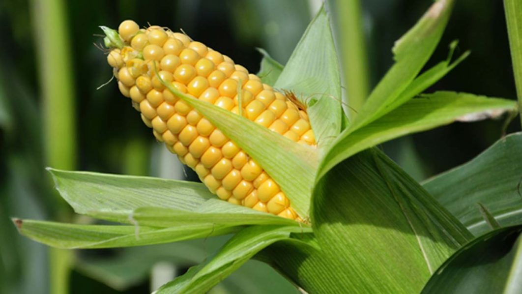 maize