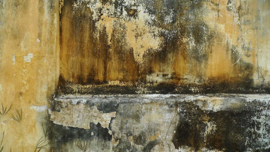 Mouldy-walls,-damp-homes-increase-risk-of-breathlessness