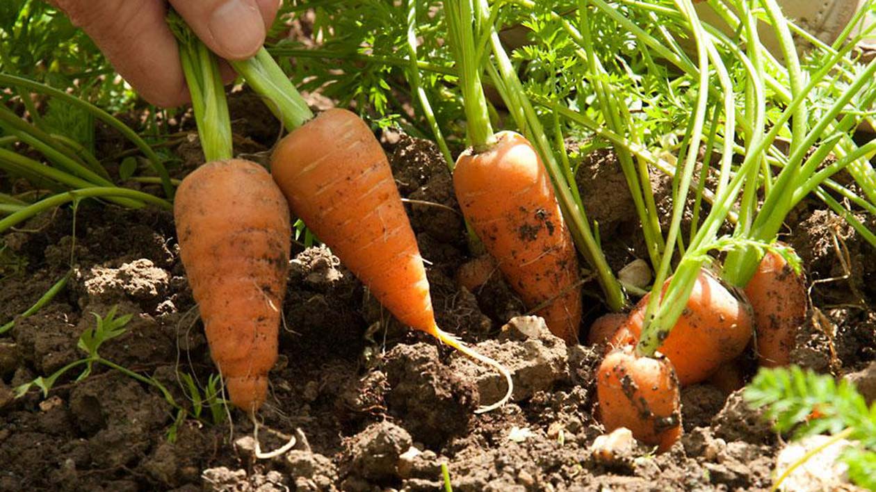 carrot