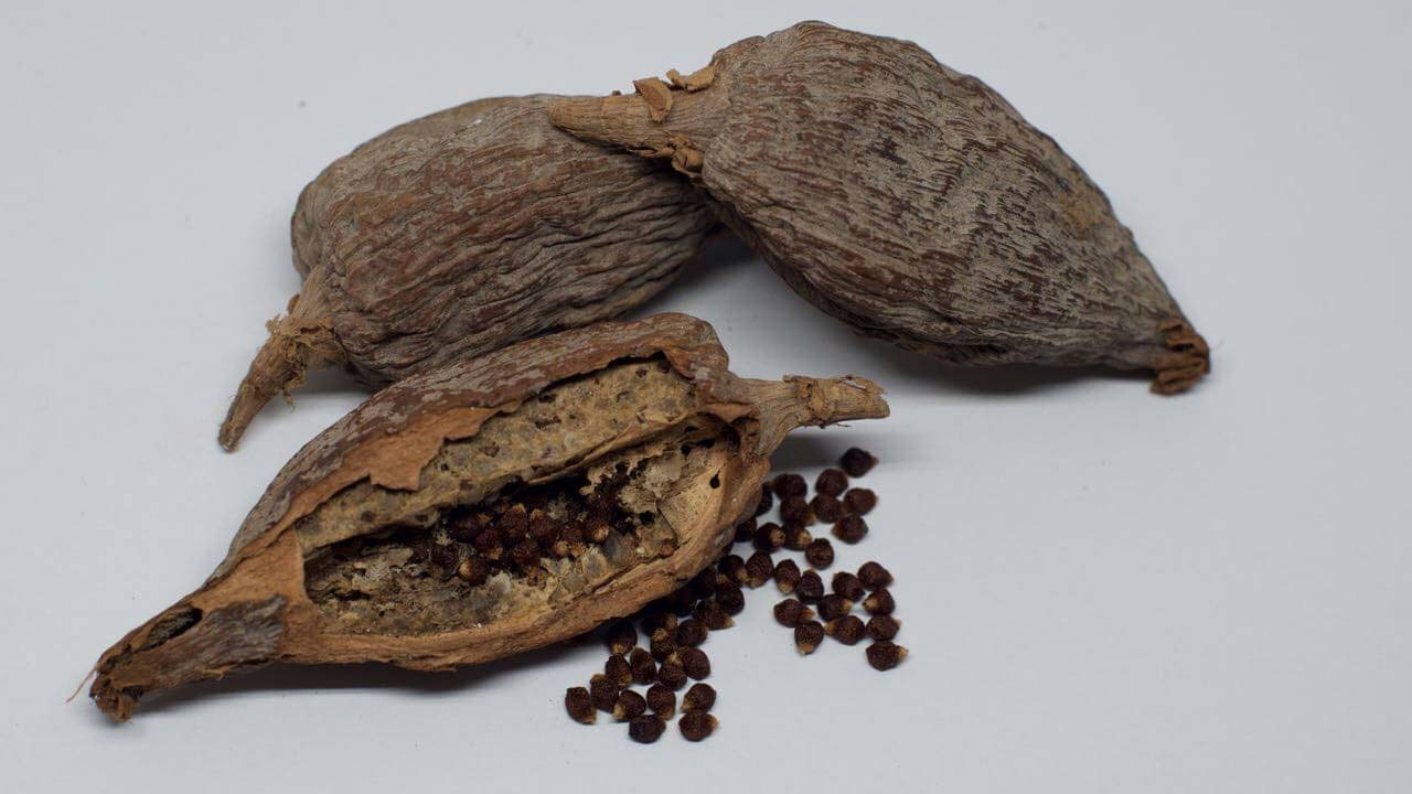 Alligator-Pepper