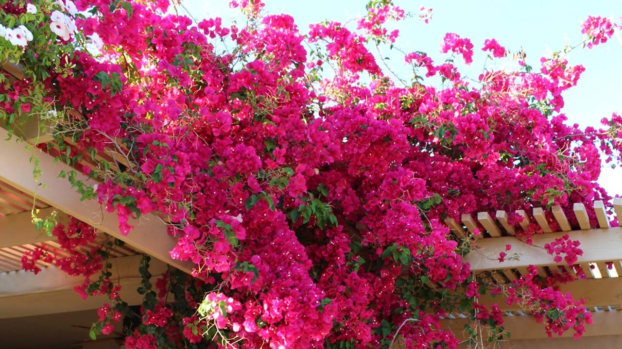 Pix1.–Growing-bougainvillea–on-corner-of-patio