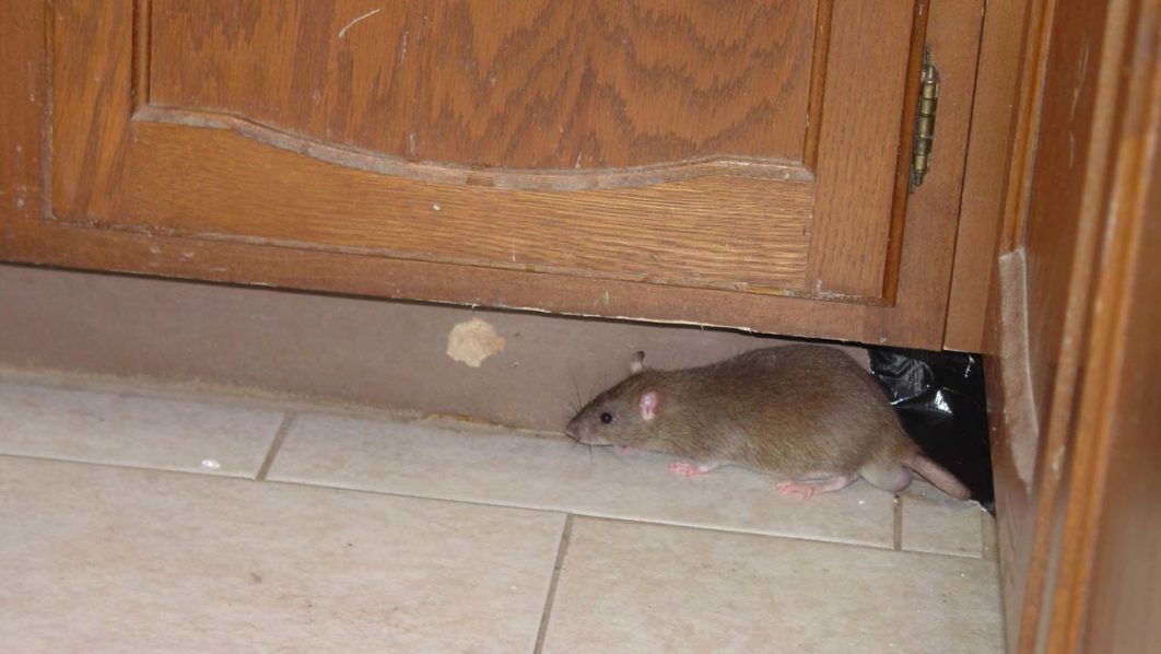 Rat