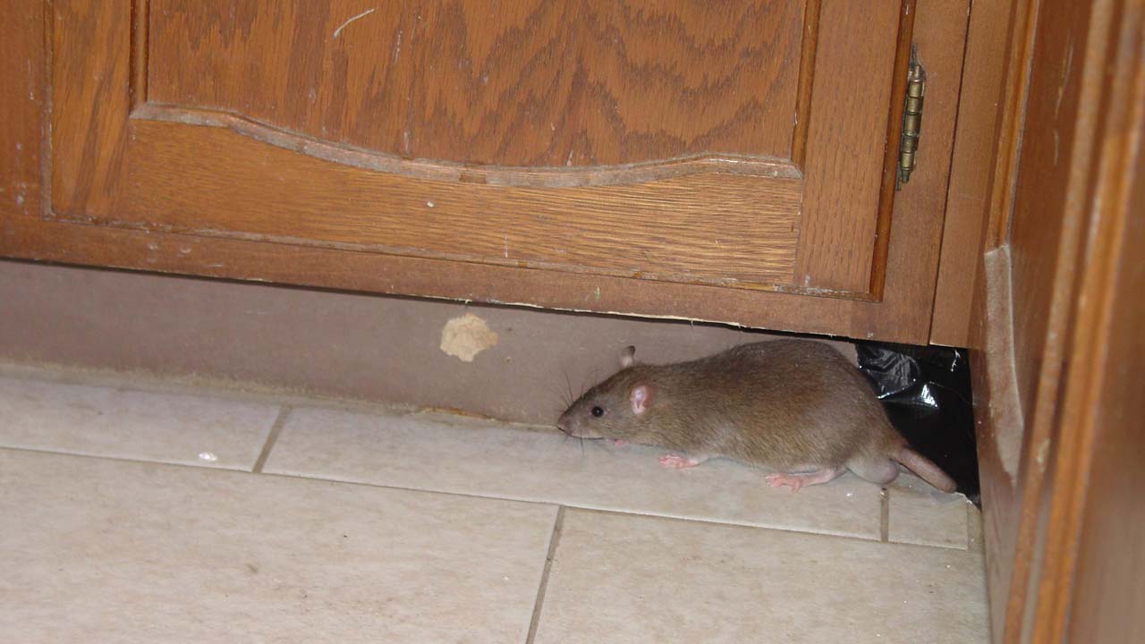 Rat