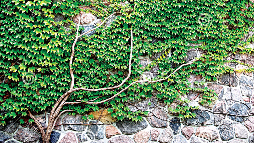 Pix5.–Common-Ivy-(Hedera-helix)-vine-growing-on-rock-wall