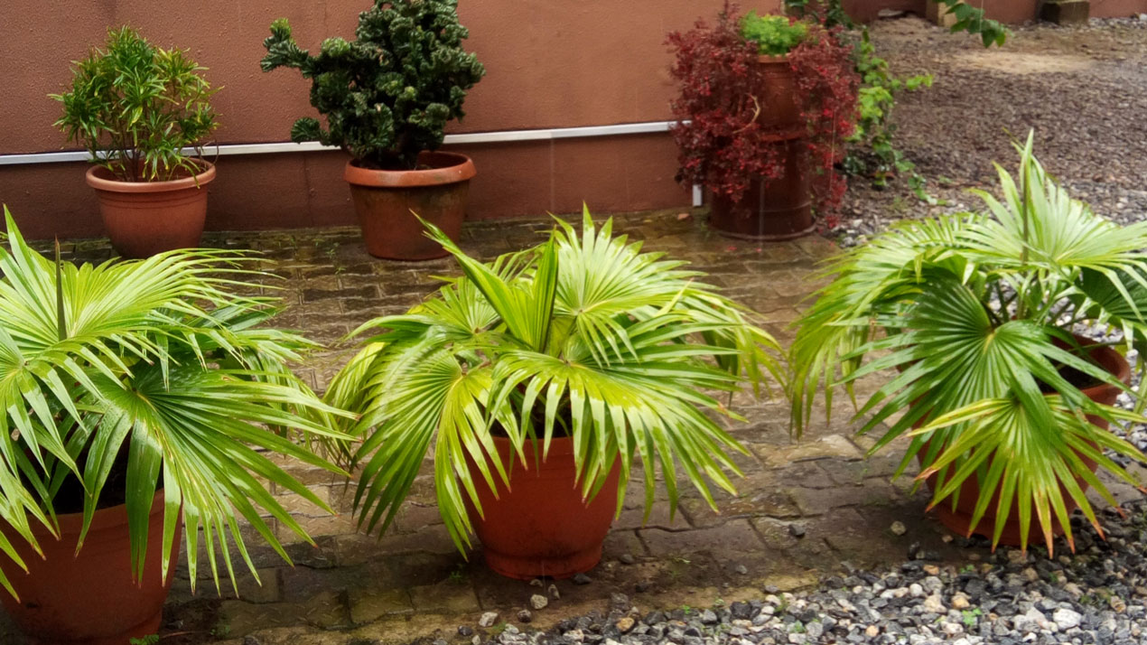 Young-Fan-palms