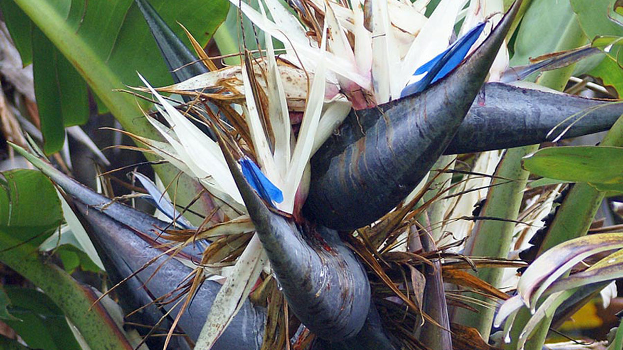 strelitzia-nicholai.