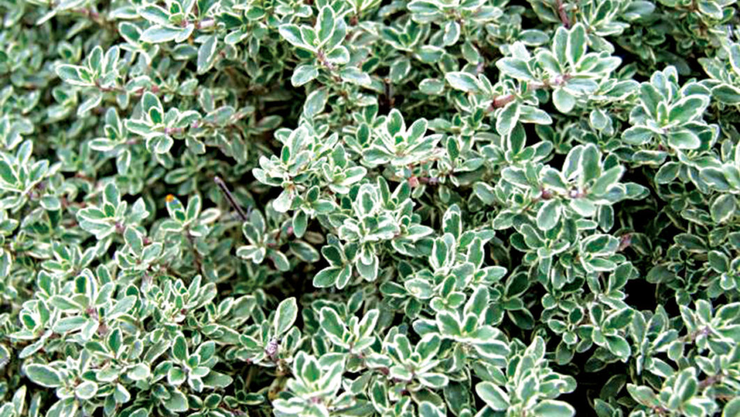 thyme-planting-growing.