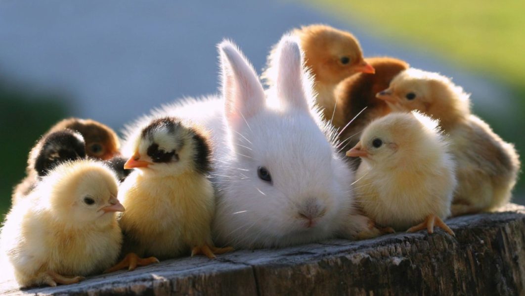 6360713962473687171430001147_cute-baby-animals-wallpaper