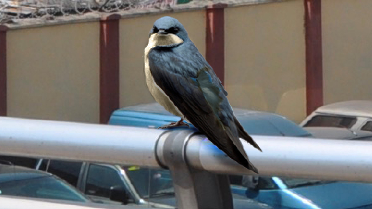 BLUE-SWIFT-SIGHTINGS-LAGOS18