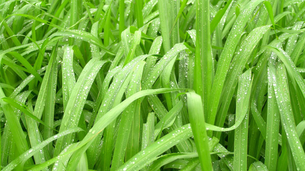 Healthy-climate