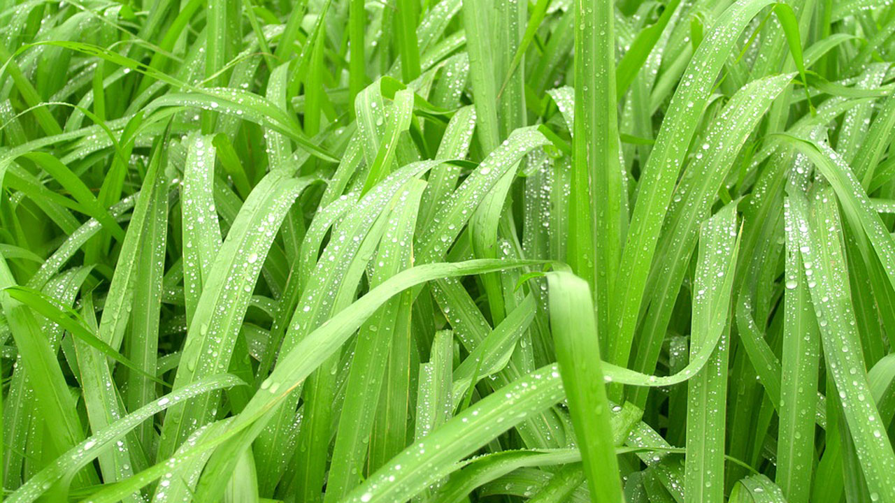 Healthy-climate