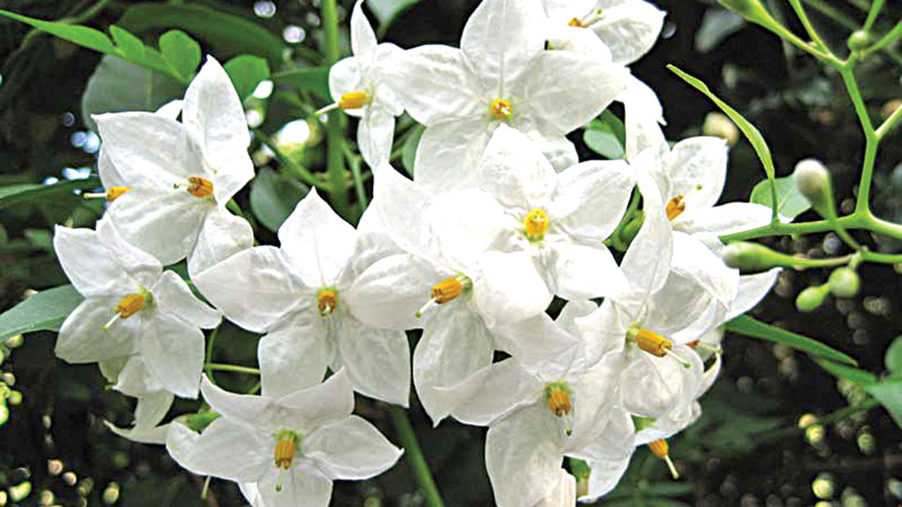pix2.–Jasminum-gradiflorum.