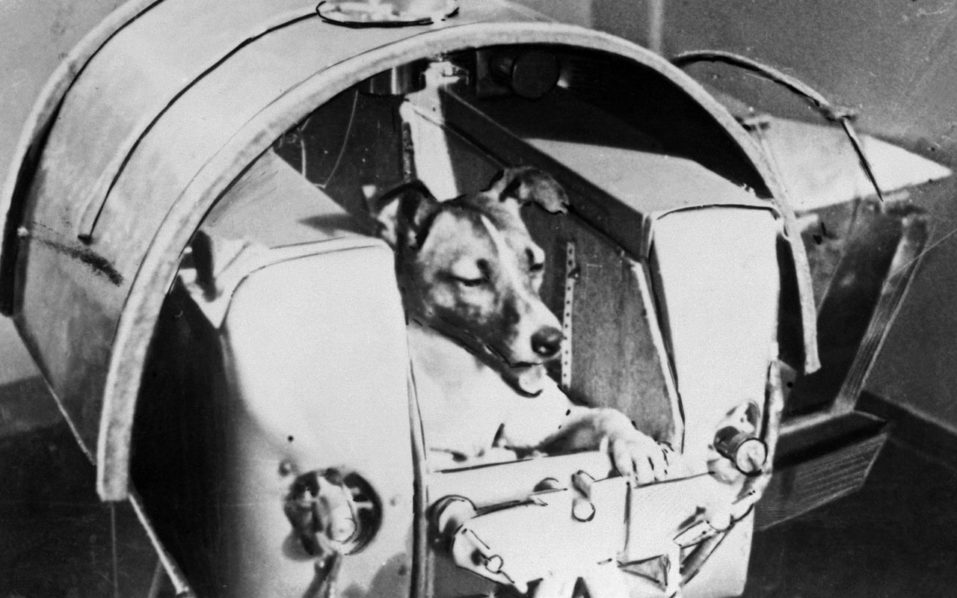 FILES-SPACE-ANIMALS