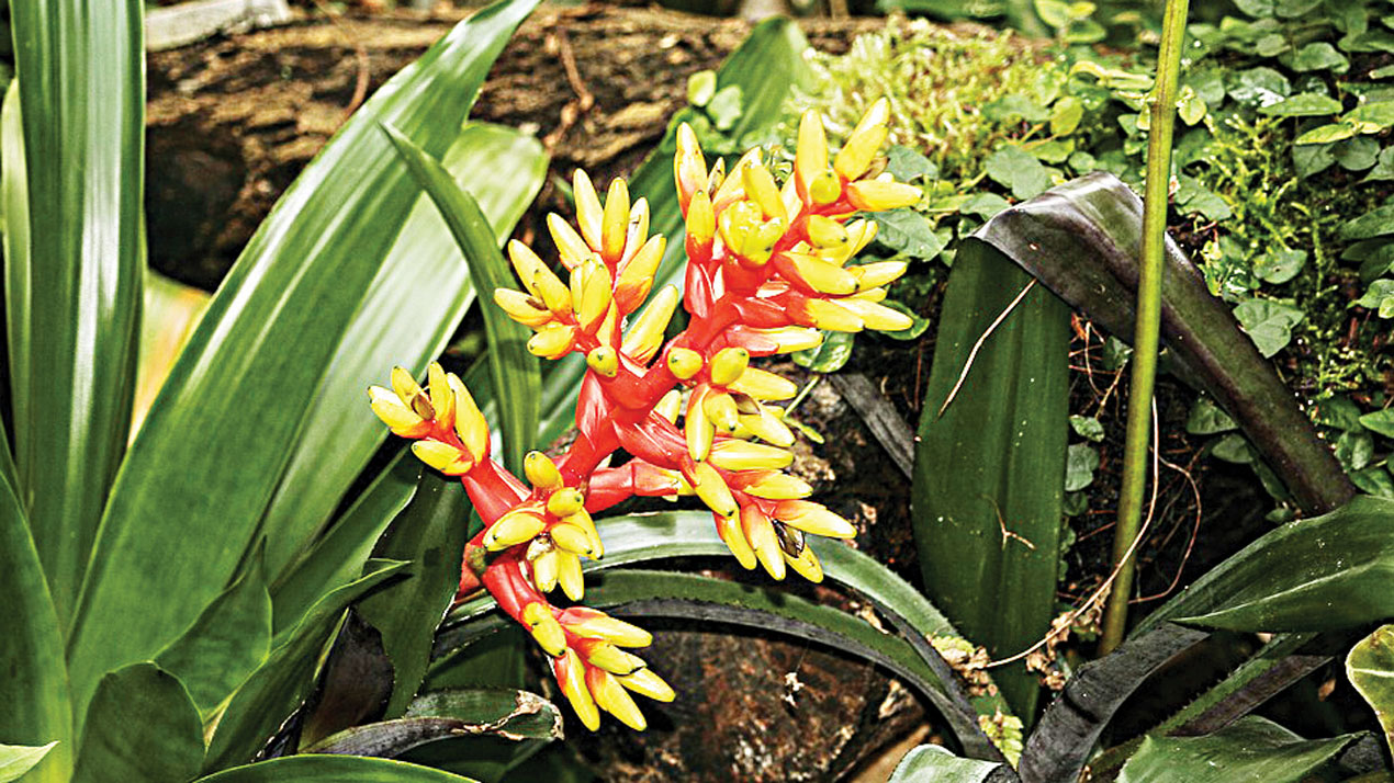 Aechmea