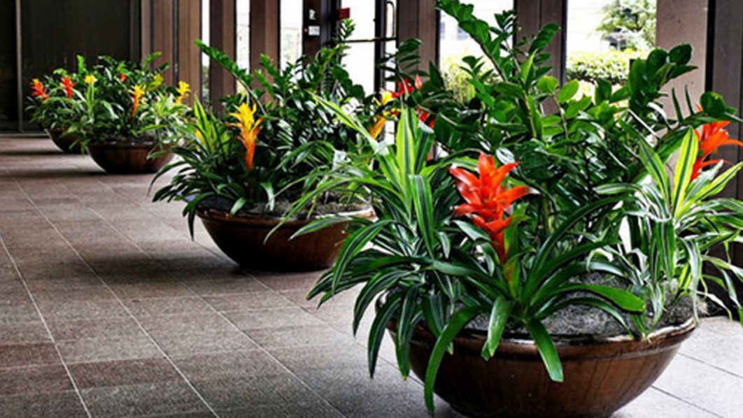 Pix8.–potted-bromeliad-guzmania-decorate-indoor-