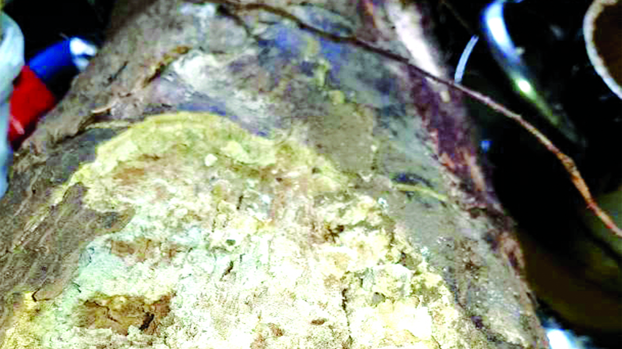 ROTTEN