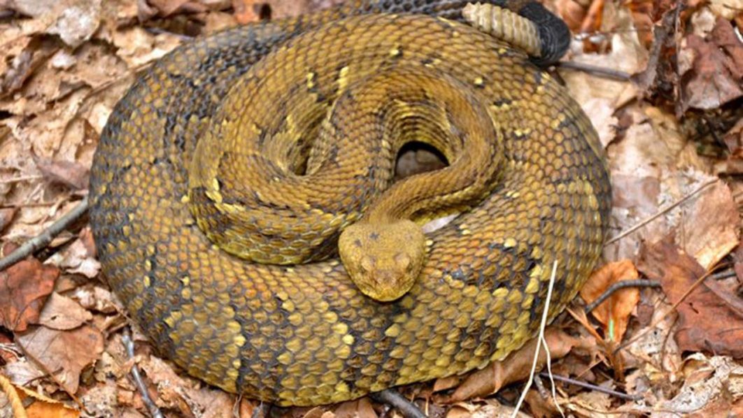 Snake-26-2-18