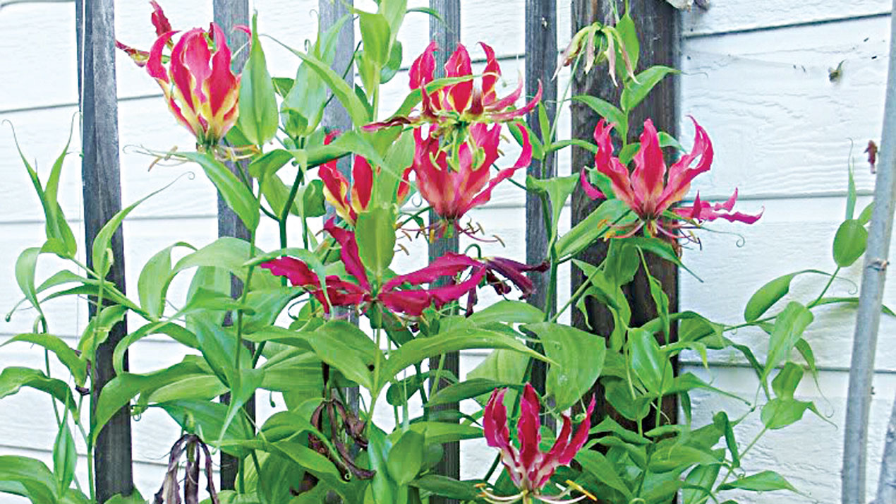 Gloriosa_superba,-growing-on-trellis.-6