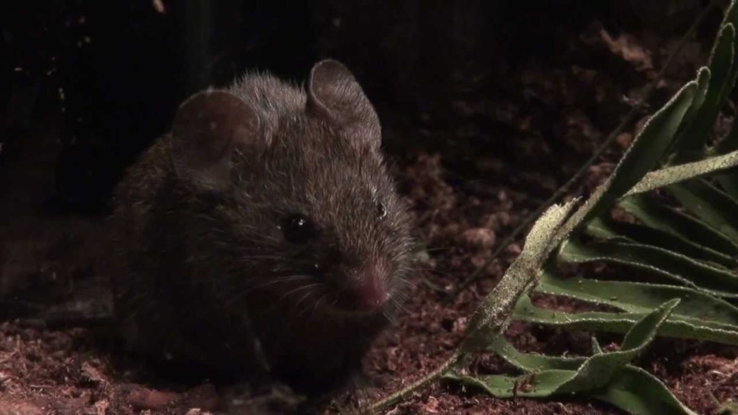 Alston Mouse