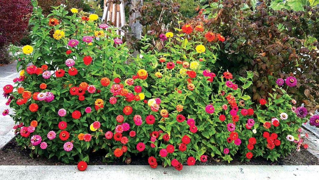 Front–house-flower-bed