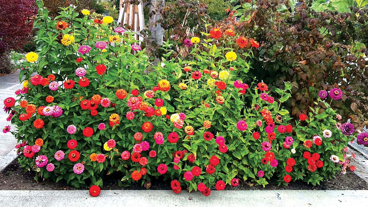 Front–house-flower-bed