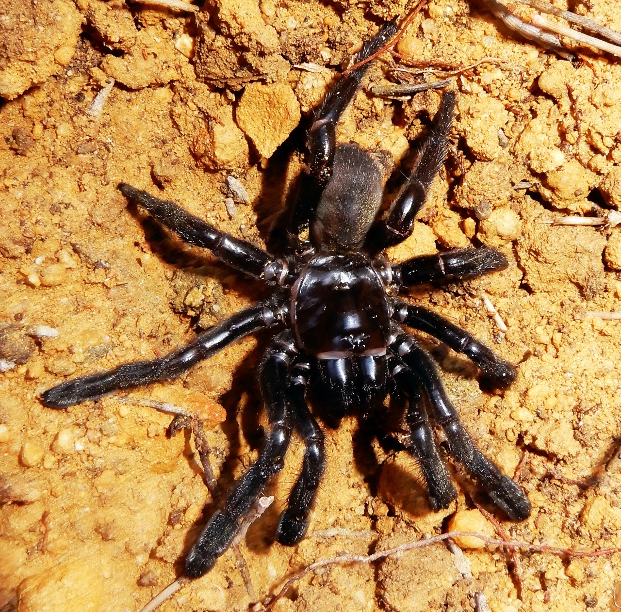 AUSTRALIA-ANIMAL-SPIDER