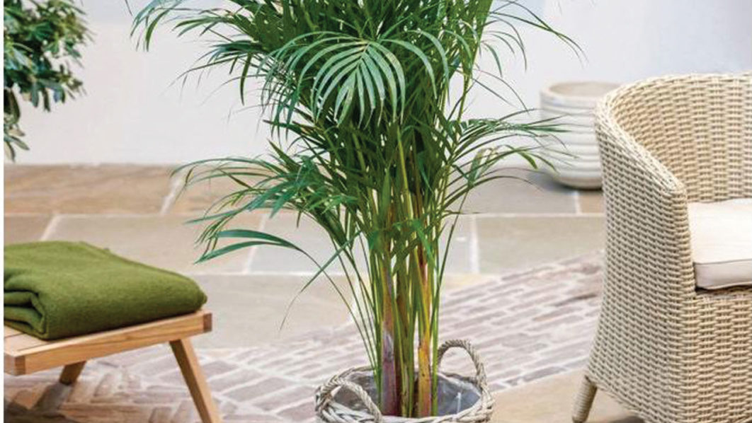 Areca-palm