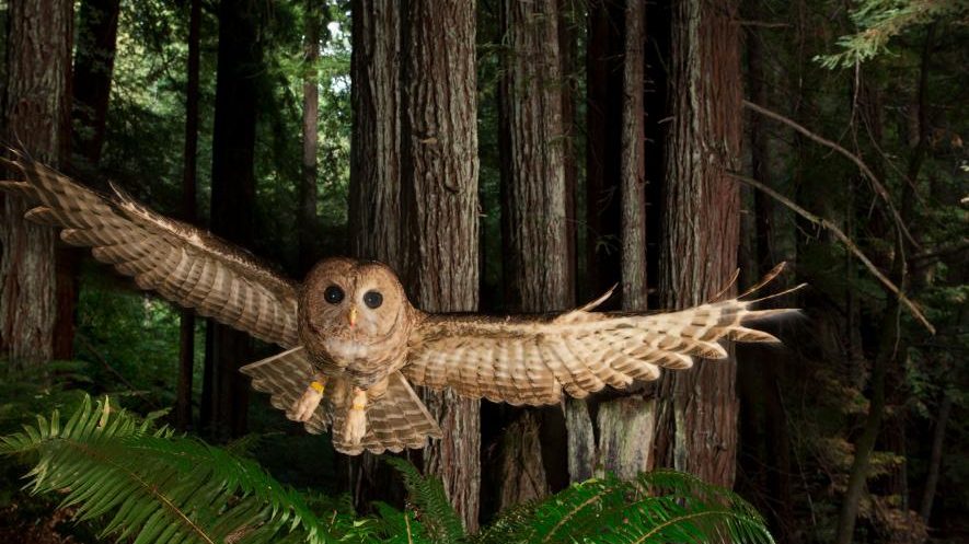 Northern spotted owl. Redwood forest, California, United States