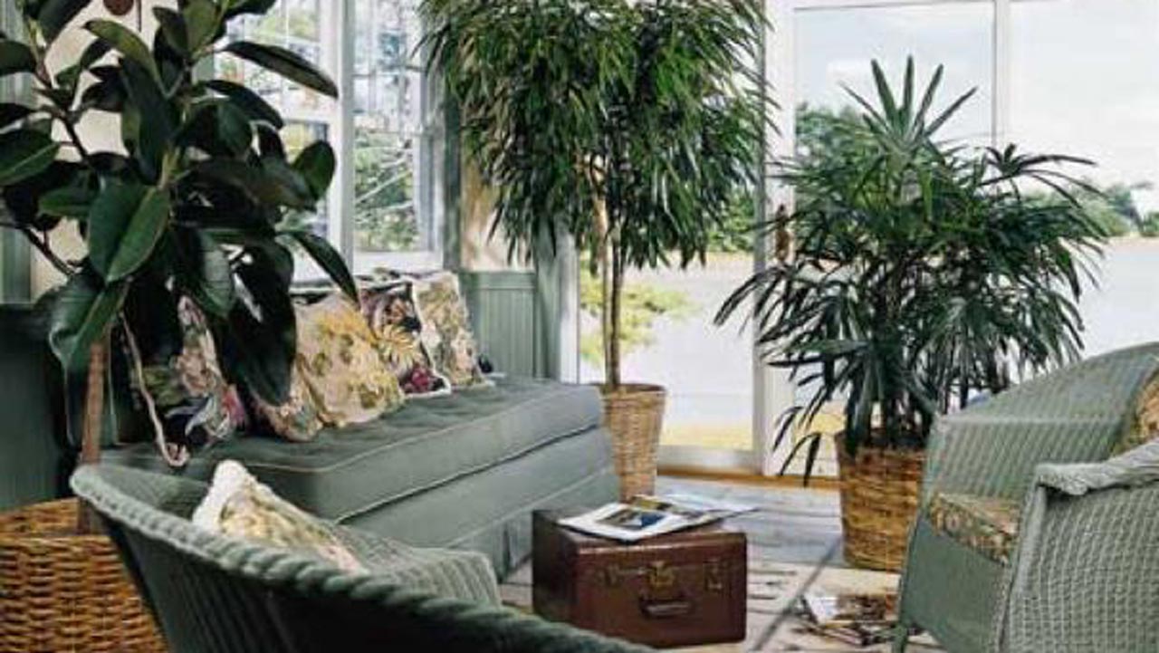 Pix8.–houseplants