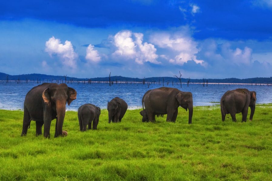 Udawalawe Elephants. Photo_ Asiatourist