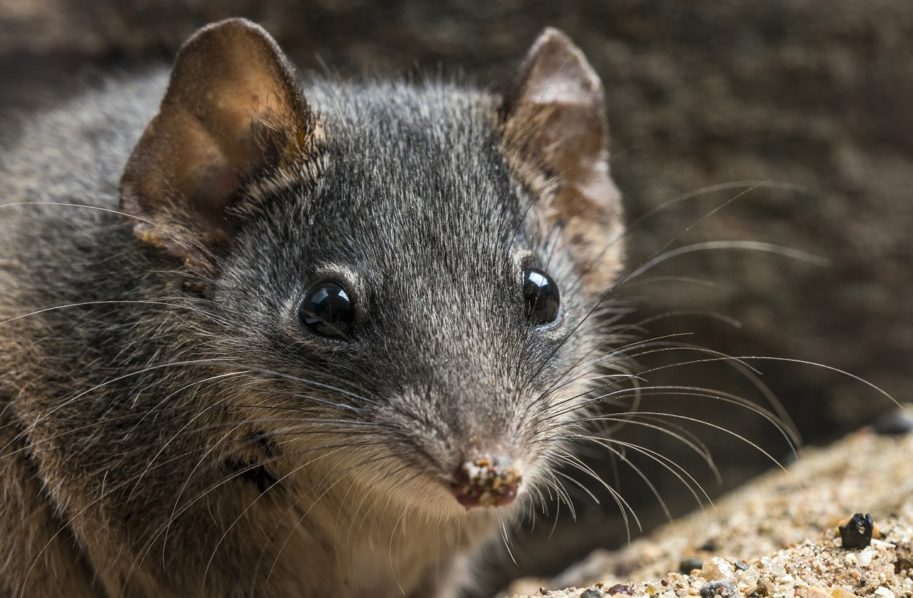 AUSTRALIA-ENVIRONMENT-CONSERVATION-ANIMAL-MATING