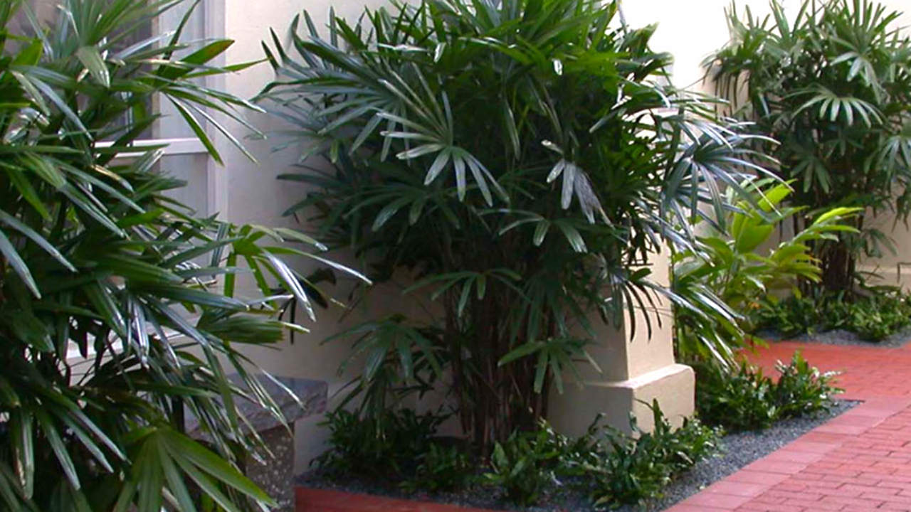 PIX5.–Lady-palm-rhapis-