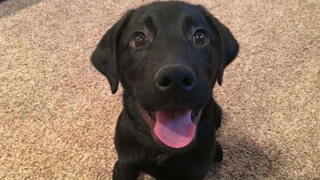 bear-black-lab-pup