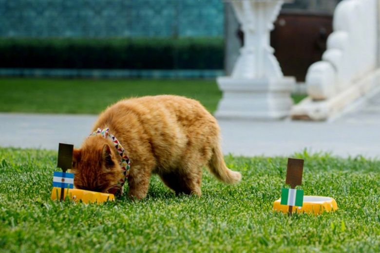 Baidian, the physic world cup cat. Photo WEIBO THE PALACE MUSEUM