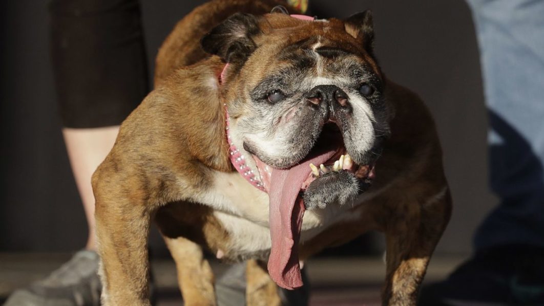 English bulldog Zsa Zsa. Photo NY Daily News