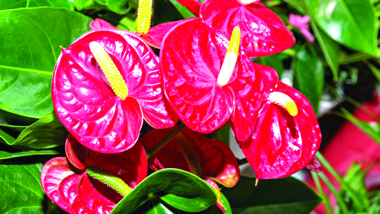 Pix4. anthurium spp. Tail flower, Flamingo flower