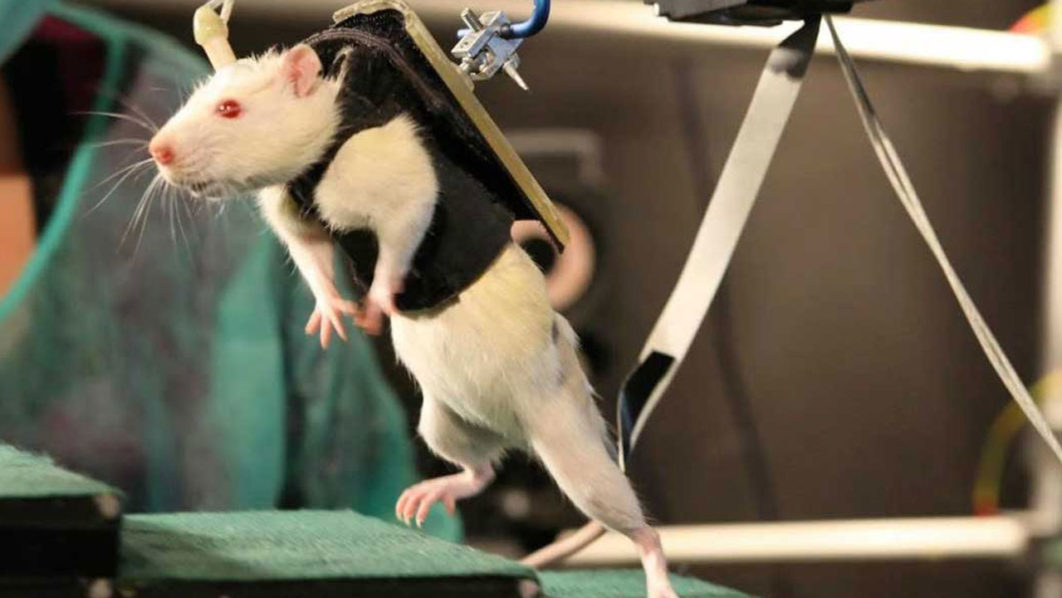 Walking-Rat-1296×728-Header