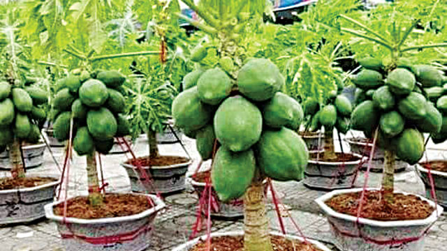 Pawpaw-Trees