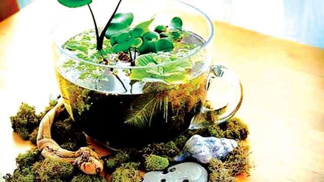 Pix2.—Terrific-Teacup-Mini-Gardens-DIY-Ideas