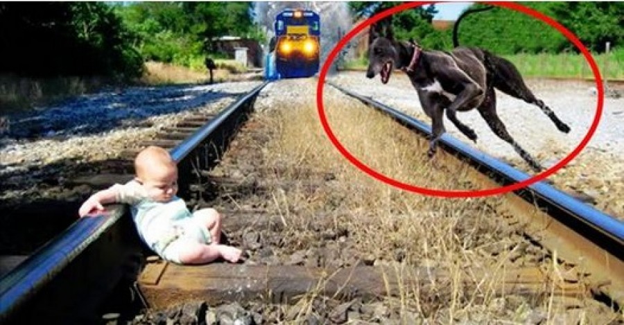 dog protects kid photo bekezdes.org